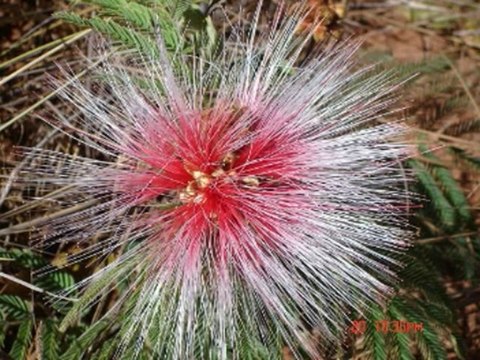 SALMOS CAP 132 - A BIBLIA NA LINGUAGEM DE HOJE