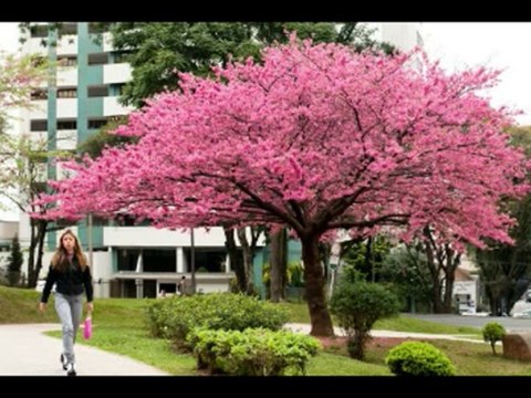 SALMOS CAP 143 - A BIBLIA NA LINGUAGEM DE HOJE