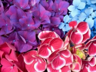 SALMOS CAP 146  - A BIBLIA NA LINGUAGEM DE HOJE