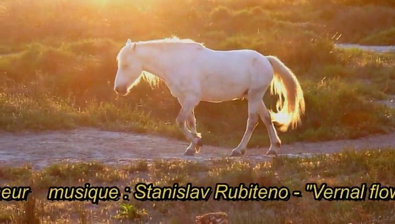 Camargue sauvage et singulière