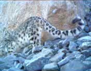 월드스타카지노 BEST 779 . COM일본카지노