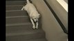Un labrador flemmard qui descend les escaliers couché!