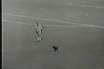 Σκύλος στο Αγγλία-Βραζιλία (1962)