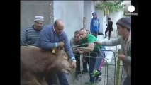 Charging bull attacks traffic warden in the middle of street in Romania
