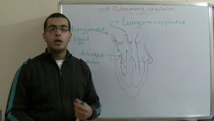 Biology - Chapter 2 - Transport - part 14 (Pulmonary circulation) - Abdallah Reda El Sayed