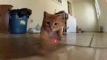 Funny Cats playing with Laser Pointer filmed with GoPro!