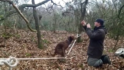 Le chien équilibriste / Funambule. ENORME...