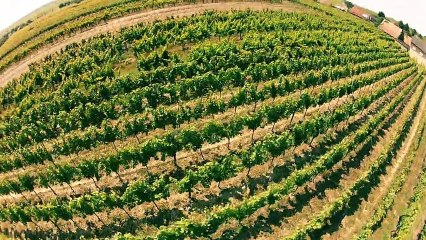 Vol au dessus des vignes