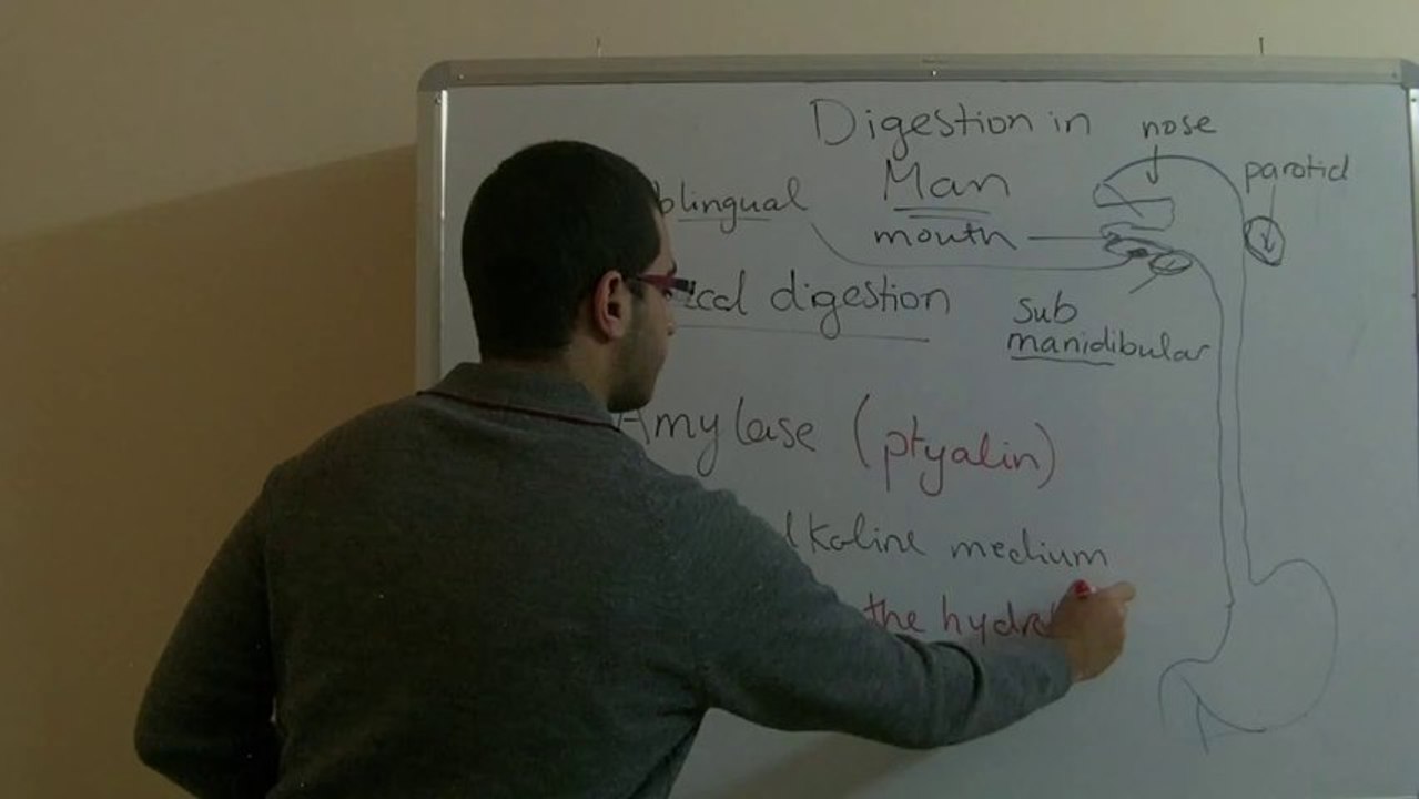 Biology - Chapter 1 - Nutrition - part 19 (Buccal digestion) - Abdallah Reda el Sayed - YouTube