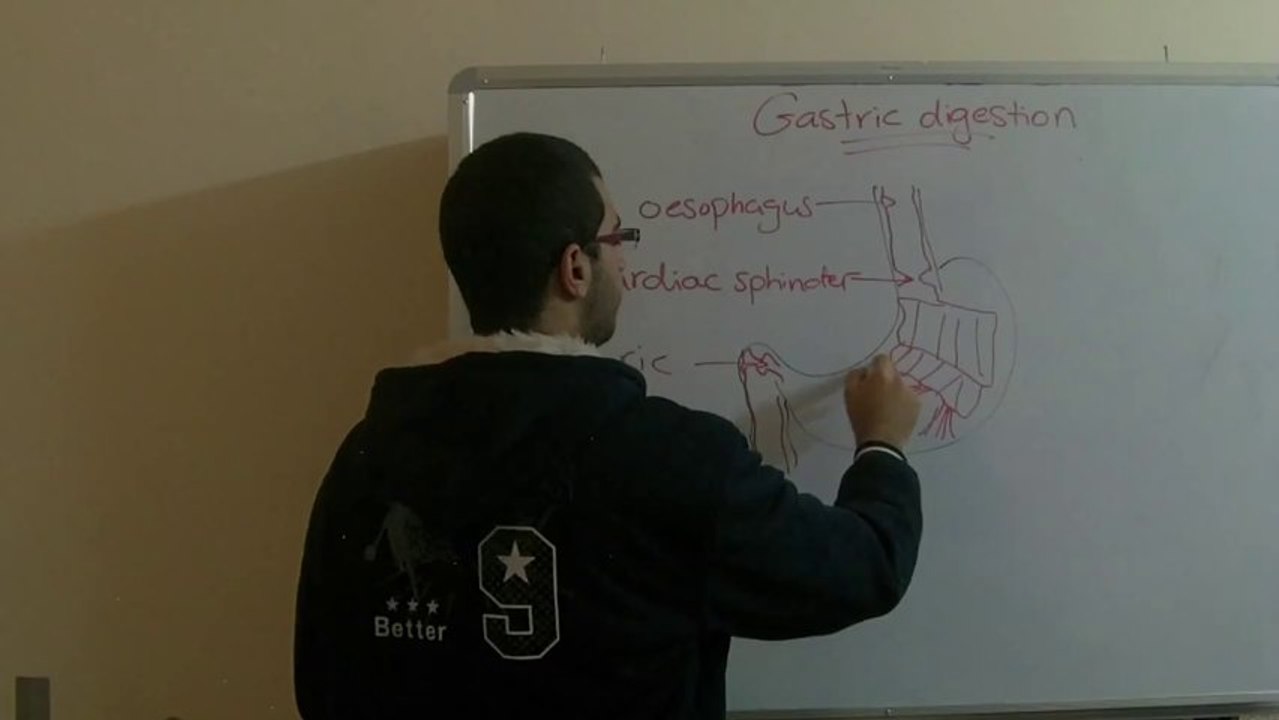Biology - Chapter 1 - Nutrition - part 20 (Gastric digestion) - Abdallah Reda el Sayed - YouTube