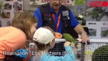 Championnat de France d'ornithologie - Les oiseaux en parade à Saint-Hilaire-de-Loulay