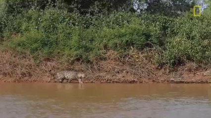 EXCLUSIVE VIDEO  Jaguar Attacks Crocodile