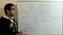 Biology - Chapter 2 - Transport - part 3 (Water passway through xylem) - Abdallah Reda el Sayed - YouTube