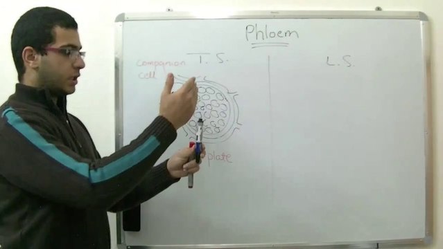 Biology - Chapter 2 - Transport - part 5 (Phloem structure) - Abdallah Reda el Sayed - YouTube