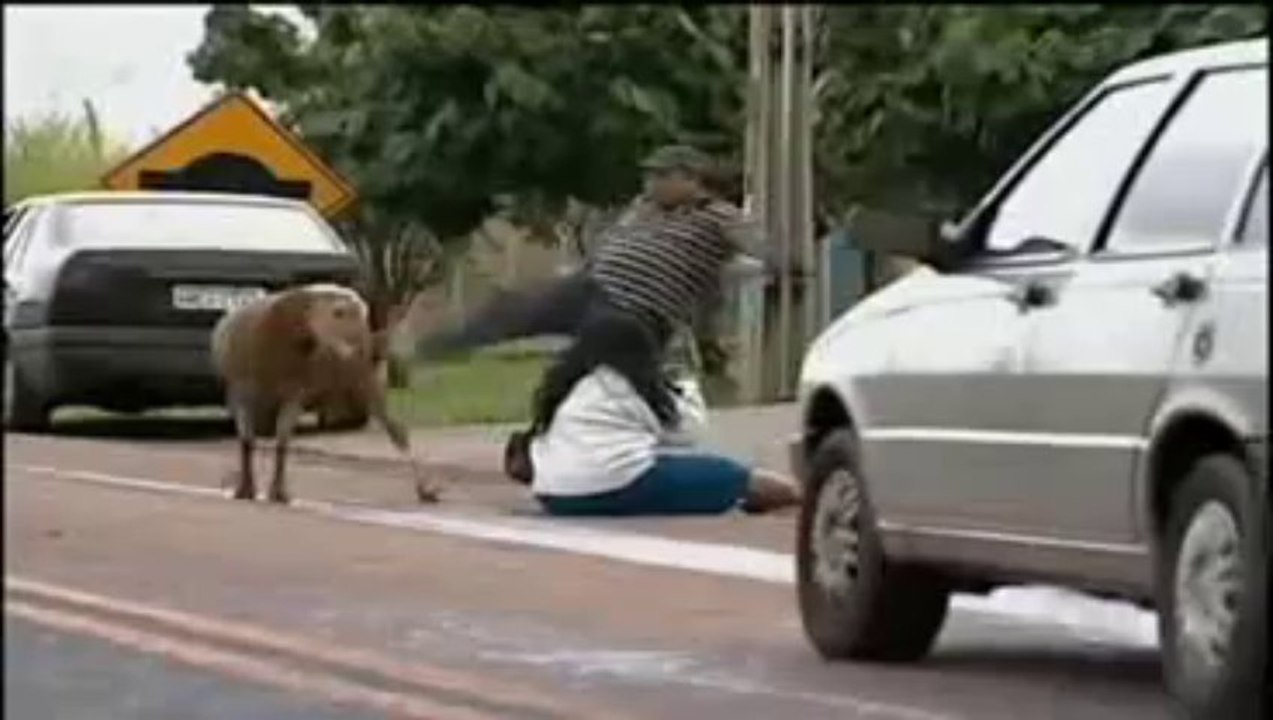 Ne jamais déranger un animal qui se promène librement.