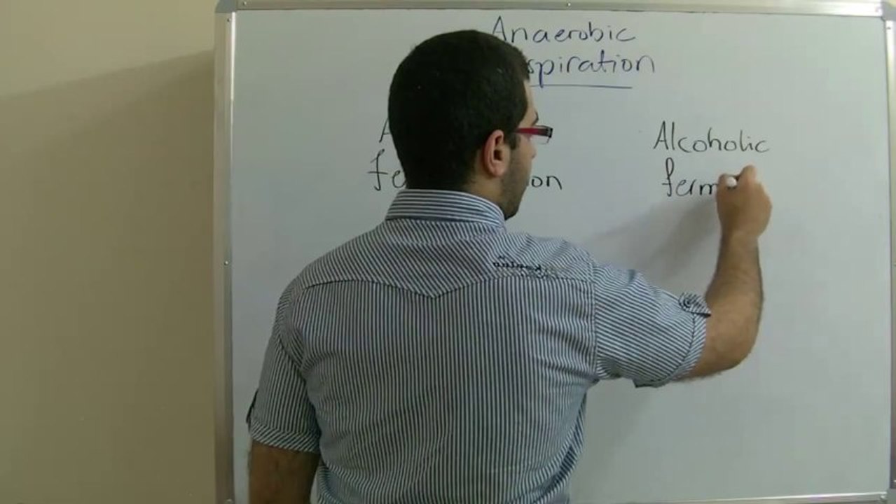 Biology - Chapter 3 - Respiration - part 5 (Anaerobic respiration) - Abdallah Reda El Sayed - YouTube