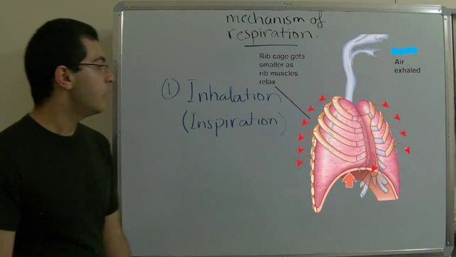 Biology - Chapter 3 - Respiration - part 7 (Mechanism of respiration) - Abdallah Reda El Sayed - YouTube