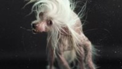 Dogs Shaking In Slow Motion