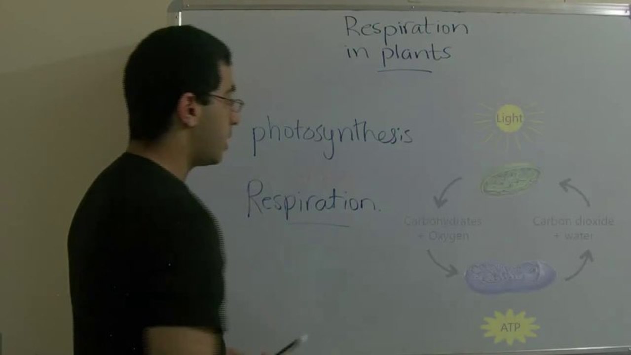 Biology - Chapter 3 - Respiration - part 8 (Gaseous exchange in plants) - Abdallah Reda El Sayed - YouTube
