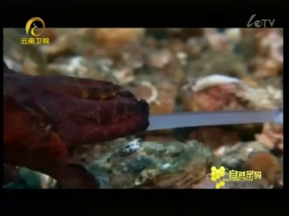 20120406《自然密碼》_潛入深海