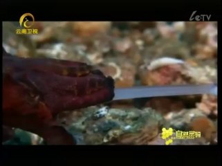 20120406《自然密碼》_潛入深海