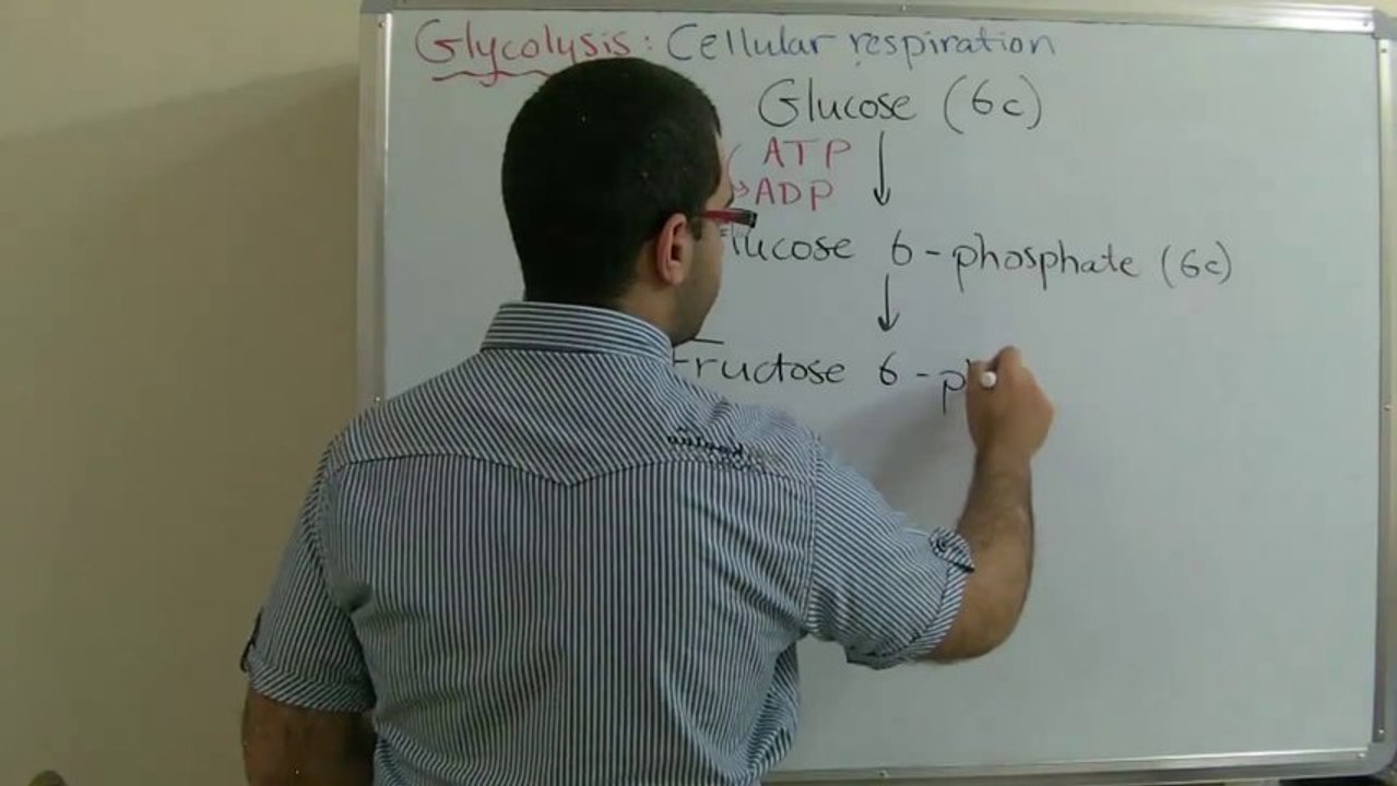Biology - Chapter 3 - Respiration - part 3 (Glycolysis) - Abdallah Reda El Sayed