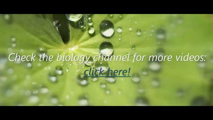 10 Biology - Chapter 4 - Experiment to show water ascending in xylem - Abdallah Reda el Sayed