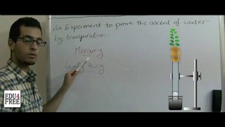 11 Biology - Chapter 4 - Experiment to show water ascending by transpiration - Abdallah Reda el Sayed