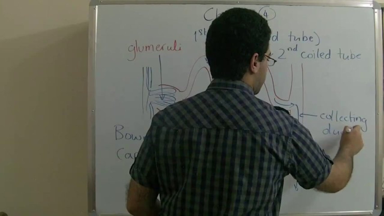 3 Biology - Chapter 4 - The nephron - Abdallah Reda el Sayed