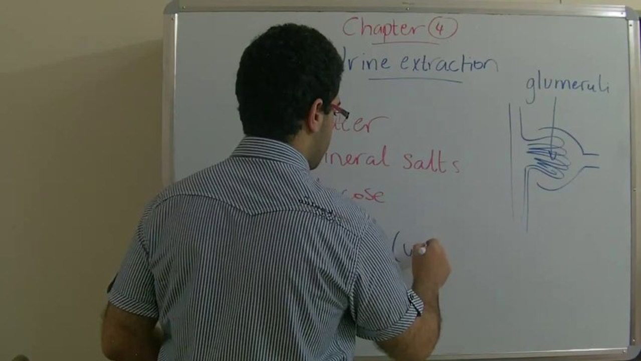 4 Biology - Chapter 4 - Urine Extraction - Abdallah Reda el Sayed