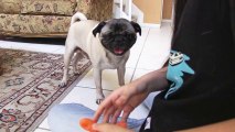 Buddy the Mischievous Pug: Orange Crush