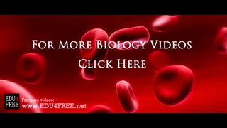 14 The reflex arc (action) - Chapter 5 - Biology - edu4free