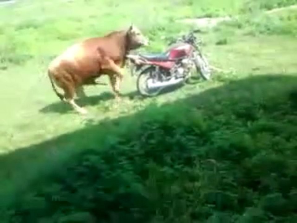 Le taureau motard