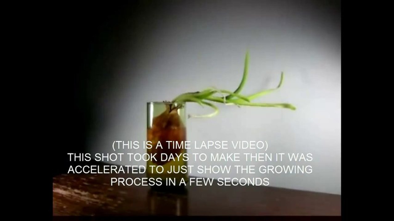 4 Biology - Chapter 5 - Geotropism - Abdallah Reda el Sayed