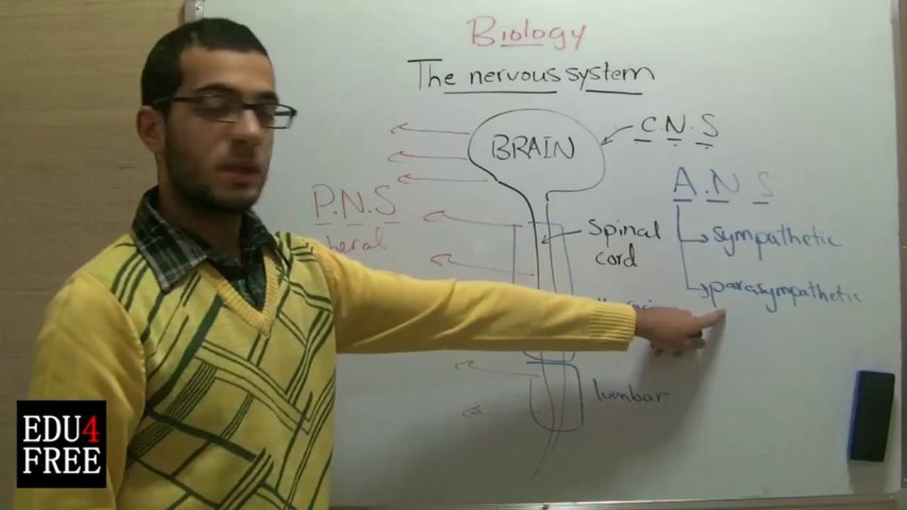7 Nervous system - Chapter 5 - Biology - Edu4free