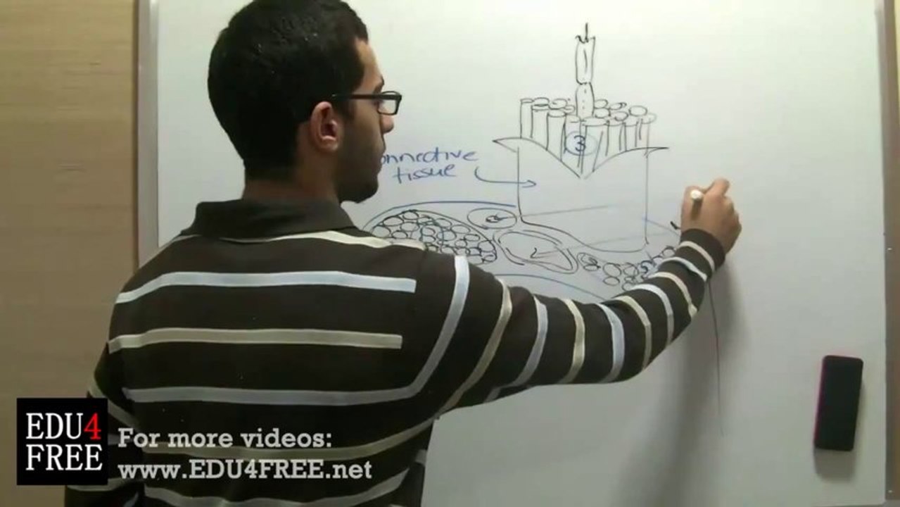 9 Neuroglia and Nerve - Chapter 5 - Biology - edu4free