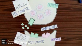11 Synapses (with stopmotion) - Chapter 5 - Biology - edu4free