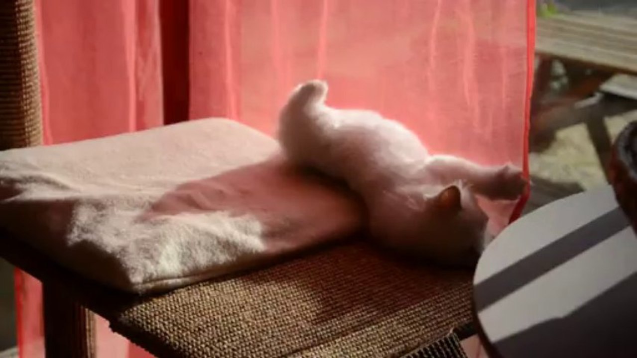 chaton balle arbre à chats (25/10/2013)