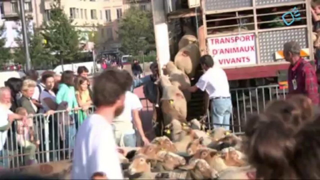 Confédération paysanne à lyon, place Bellecour avec moutons et chèvres