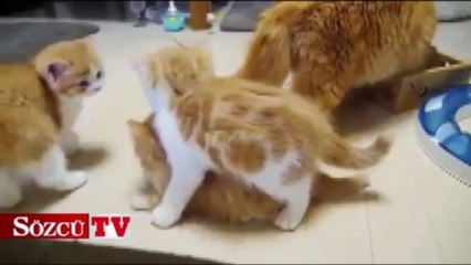 Anne kedi ve şirin yavruları