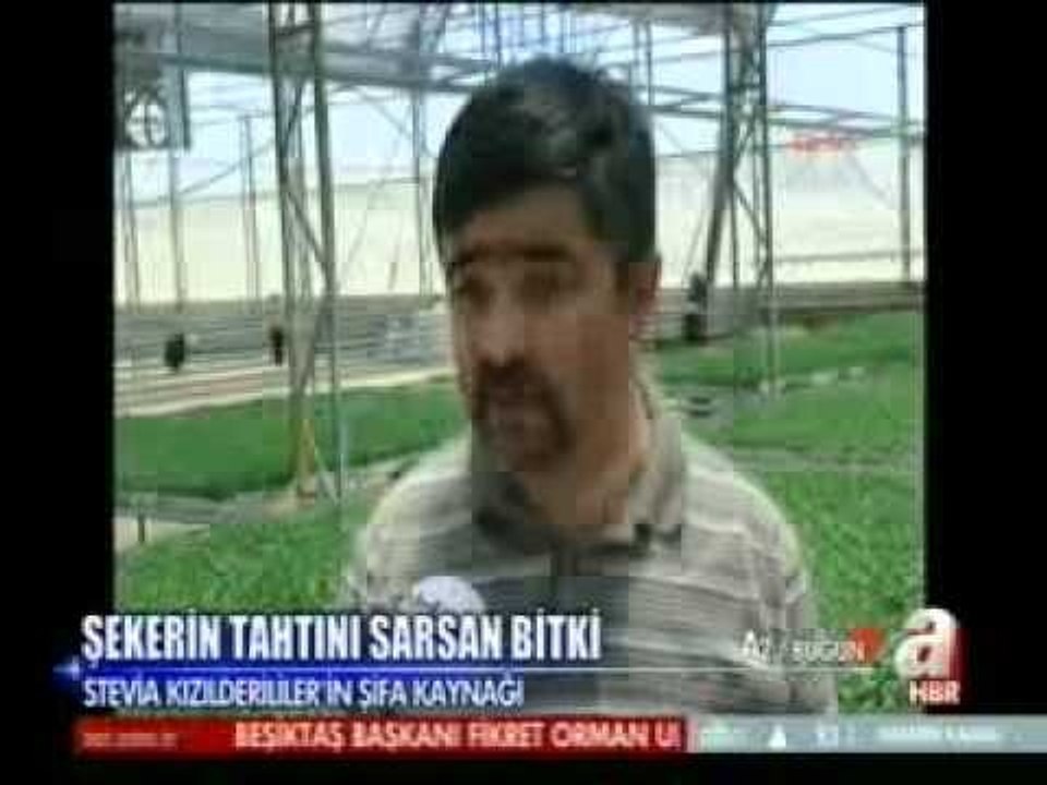 Şeker Hastalığına Bitkisel Çözüm-Şeker Otu ile Diyabet Nasıl Tedavi Edilir