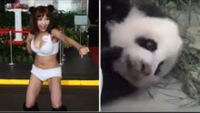 Taipei City councilor objects to zoo's 'panda-mania'