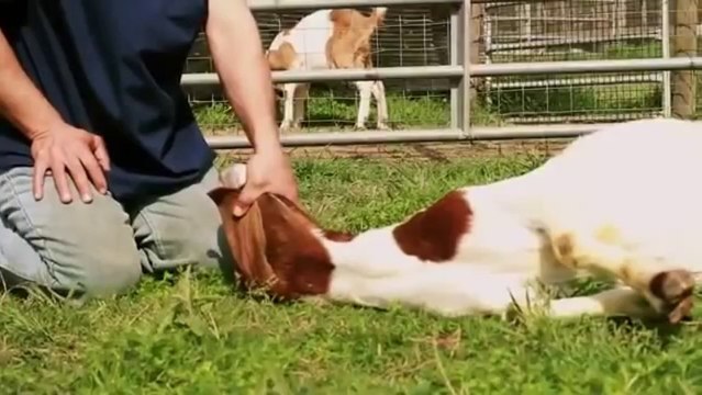 Why do Muslims eat Halal - Unbelievable -