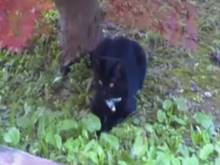 valter49 - vengo anch'io