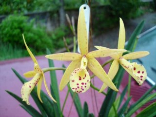 PROVÉRBIOS CAP 24 - A BÍBLIA NA LINGUAGEM DE HOJE