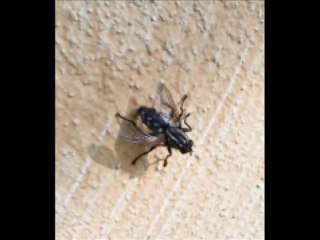 valter49 - i had a Farm in Africa - J.Barry