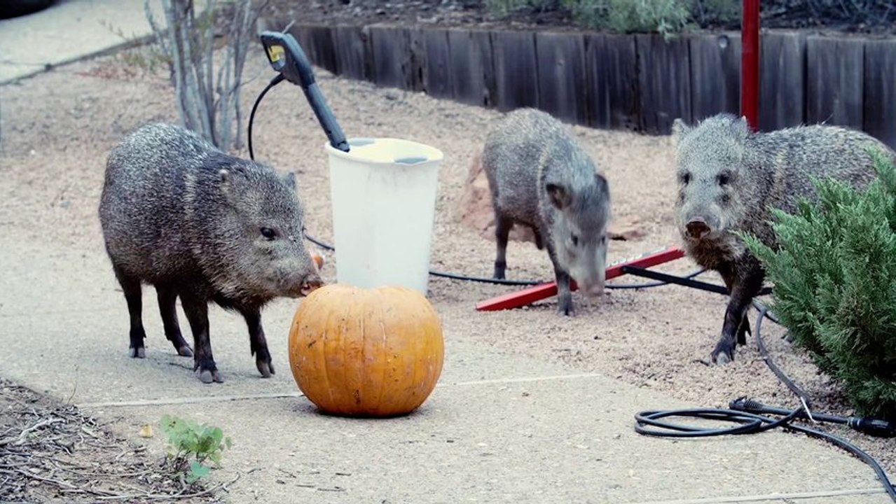 Wild Pigs Steal Halloween Pumpkin