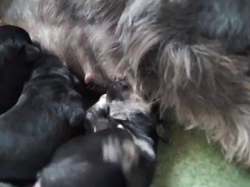 Bébés Schnauzers nains noirs et argents