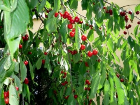 ISAIAS CAP 14 - A BÍBLIA NA LINGUAGEM DE HOJE