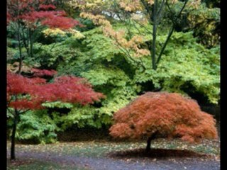 ISAIAS  CAP 16  - A BÍBLIA NA LINGUAGEM DE HOJE